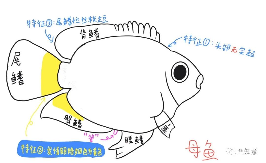迷你鹦鹉鱼爆缸_迷你鹦鹉鱼爆缸视频_迷你鹦鹉鱼爆缸最简单三个步骤