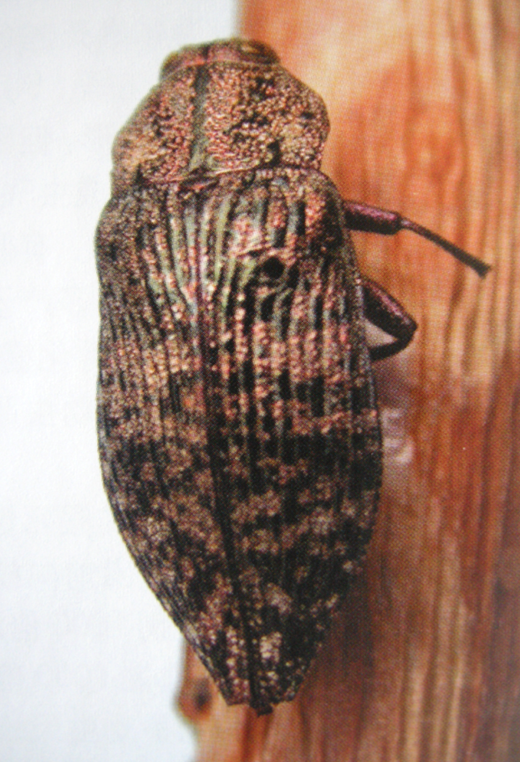 杨锦纹吉丁又名杨锦纹截尾吉丁,是一种蛀干类害虫.