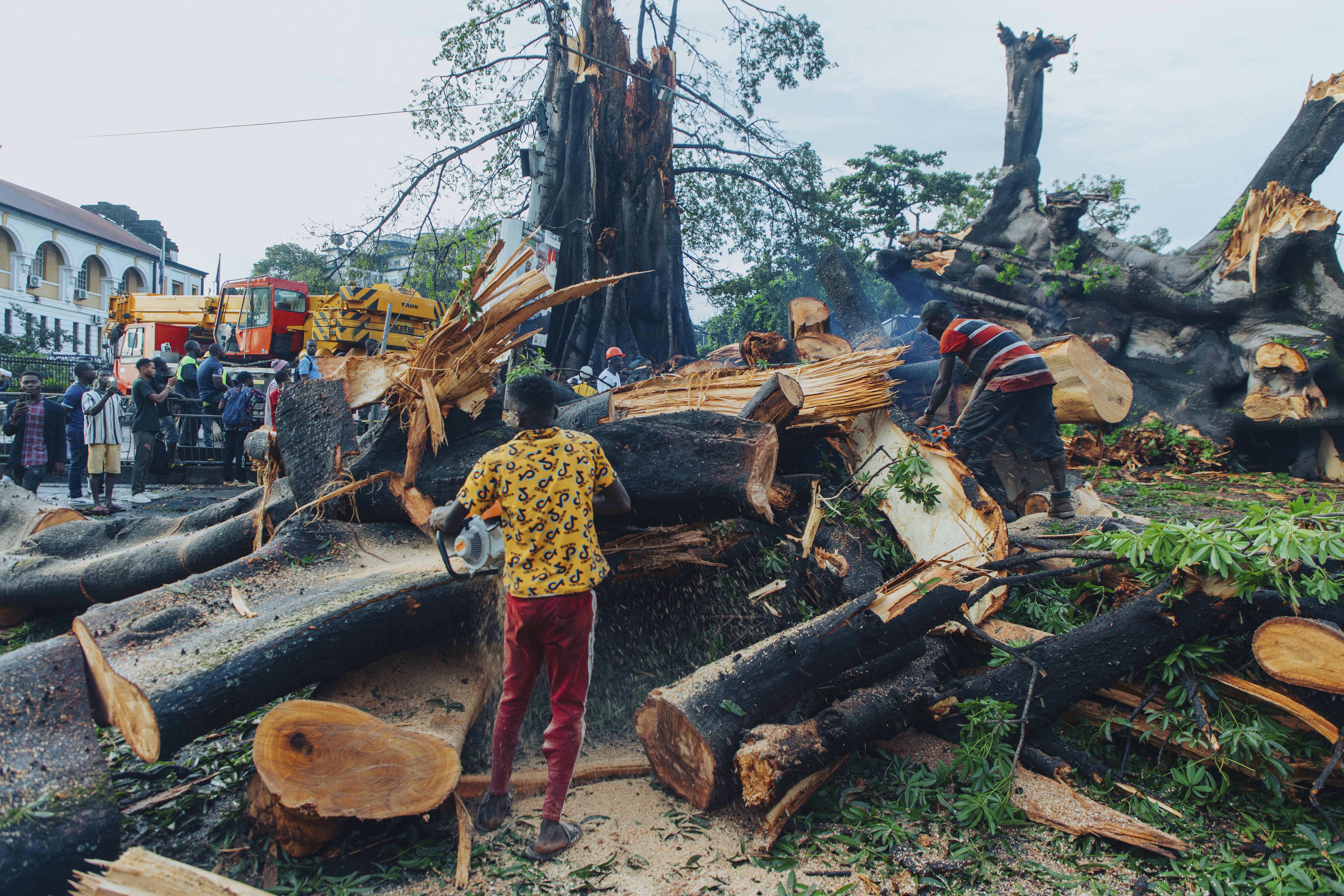 塞拉利昂首都标志性木棉树倒塌