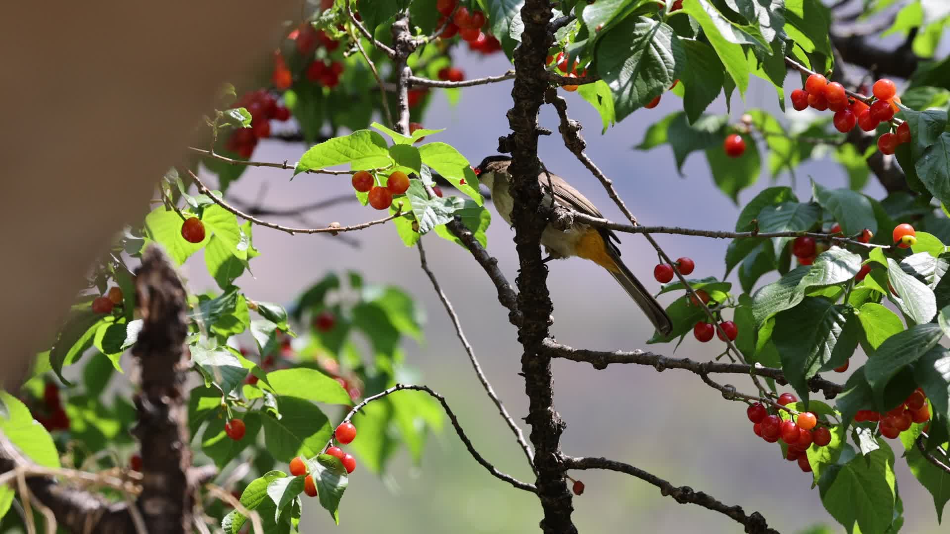 美好生活在云南|昭通炎山千亩樱桃成熟上市