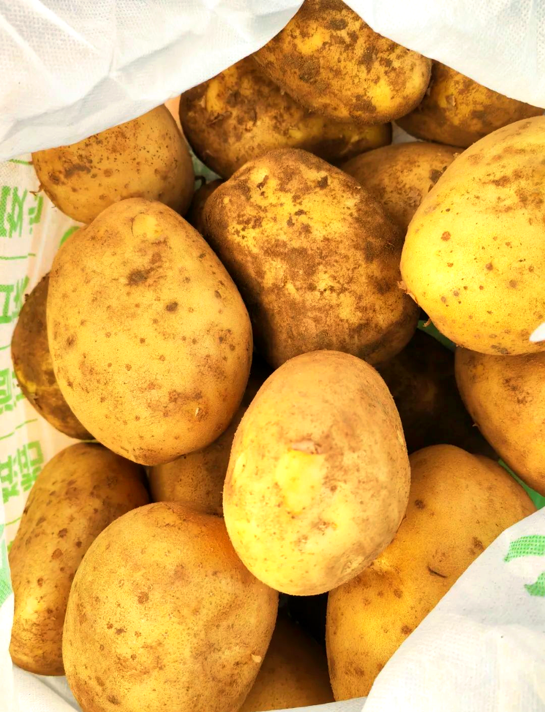 马铃薯丰产的关键:品种选择与科学施肥