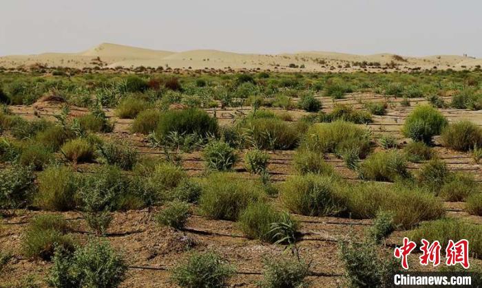 固沙- 优质图片专区