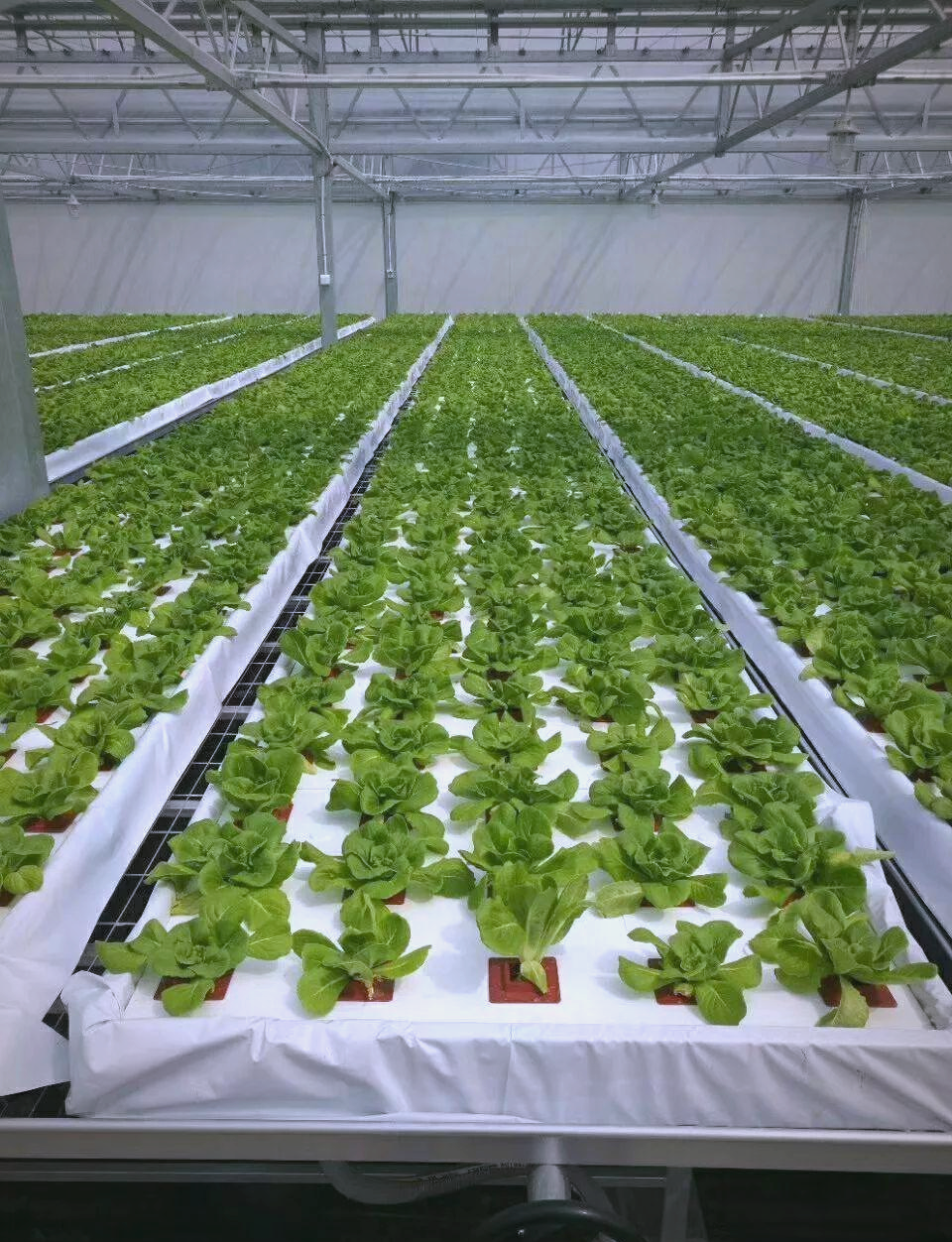 全面了解无土栽培:优点,难点与未来发展