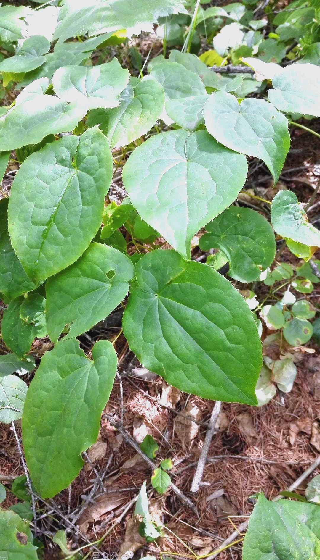 淫羊藿:一种具有多种功效的草本植物
