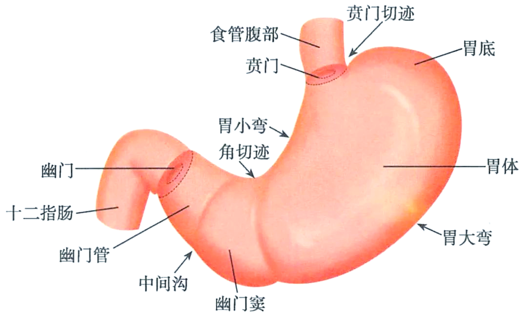 胃的全面解剖:位置,结构,血管与神经等详细解析