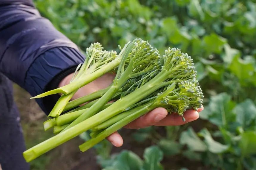 日产3吨!中步村甜杆西兰花被各大商超抢订