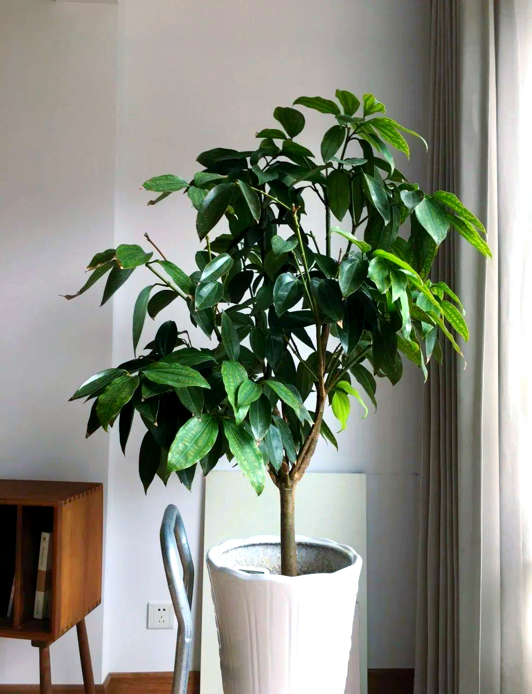 多种转运植物,你的家居空间里有吗?