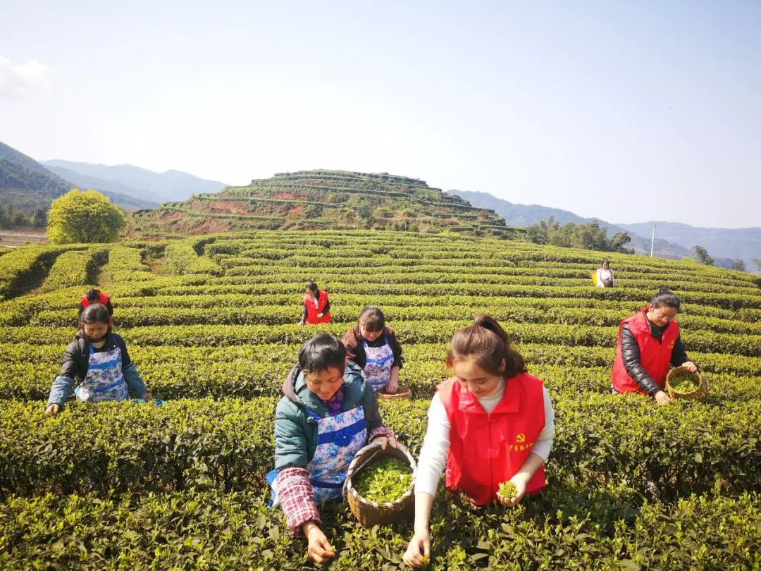 赤水市大同镇:推进茶产业发展 "绿叶"换成"金叶"