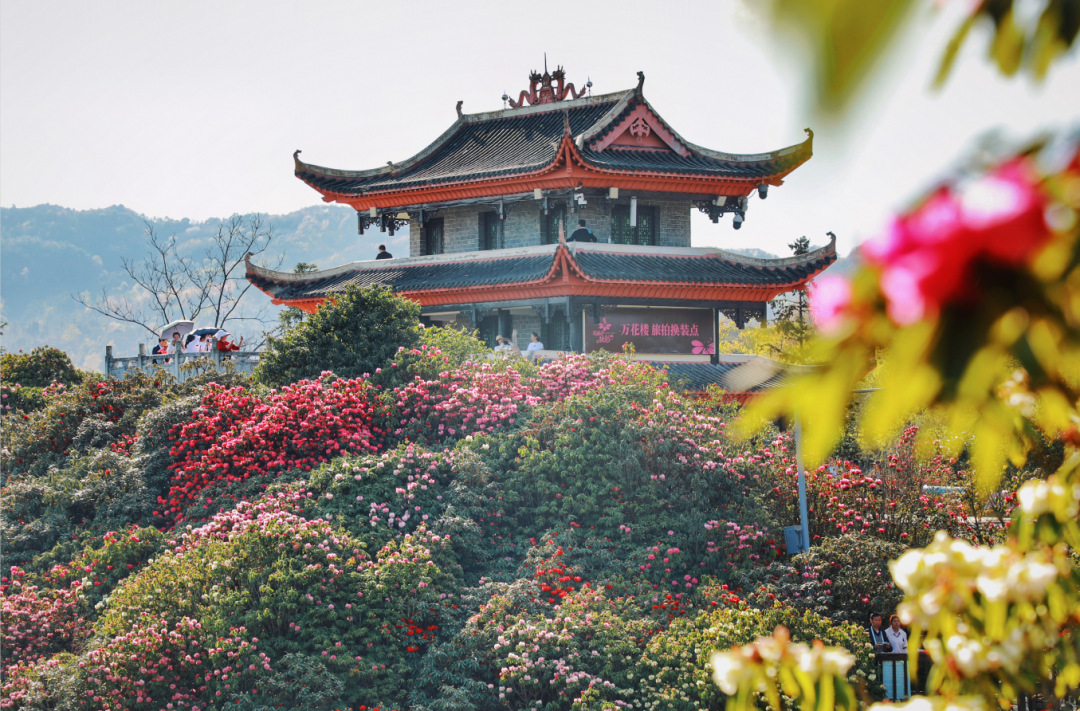 开了百里杜鹃漫山花海美到失语清明出游刚刚好