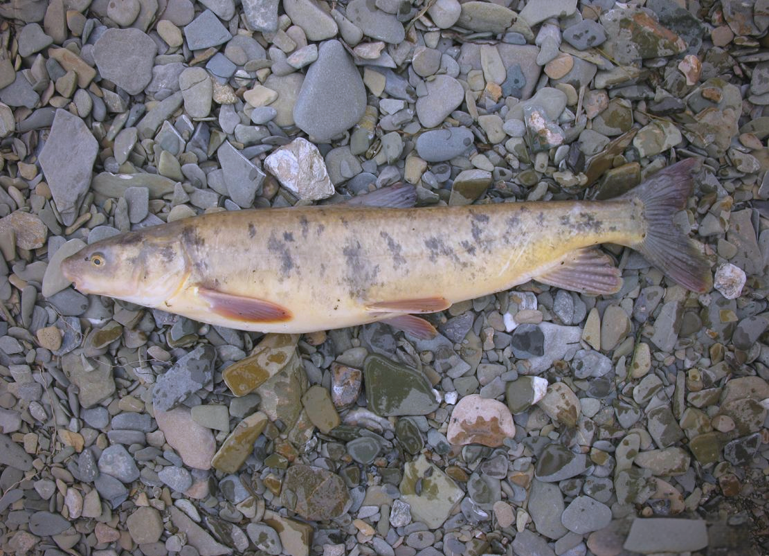 青海各地湟鱼多样,你了解多少?