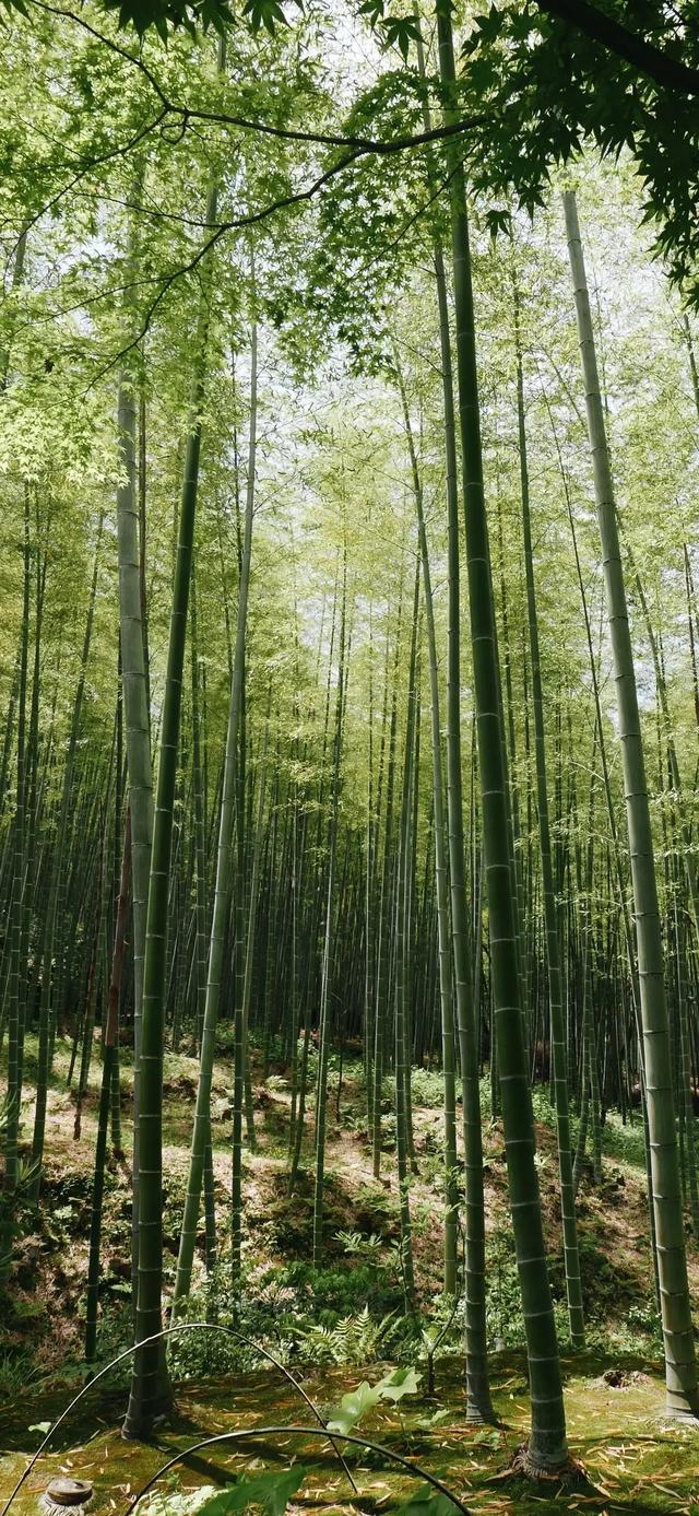 竹林壁纸 深山竹林