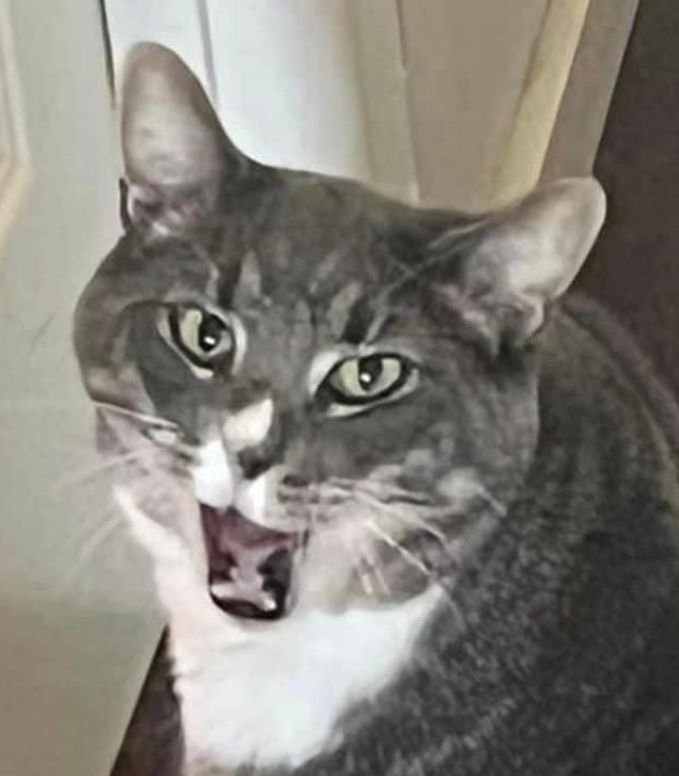 猫咪用了8年时间，证明家里的门真的是实木做的