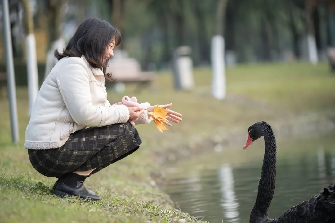 還記得那些西南交大銀杏燦爛的日子嗎