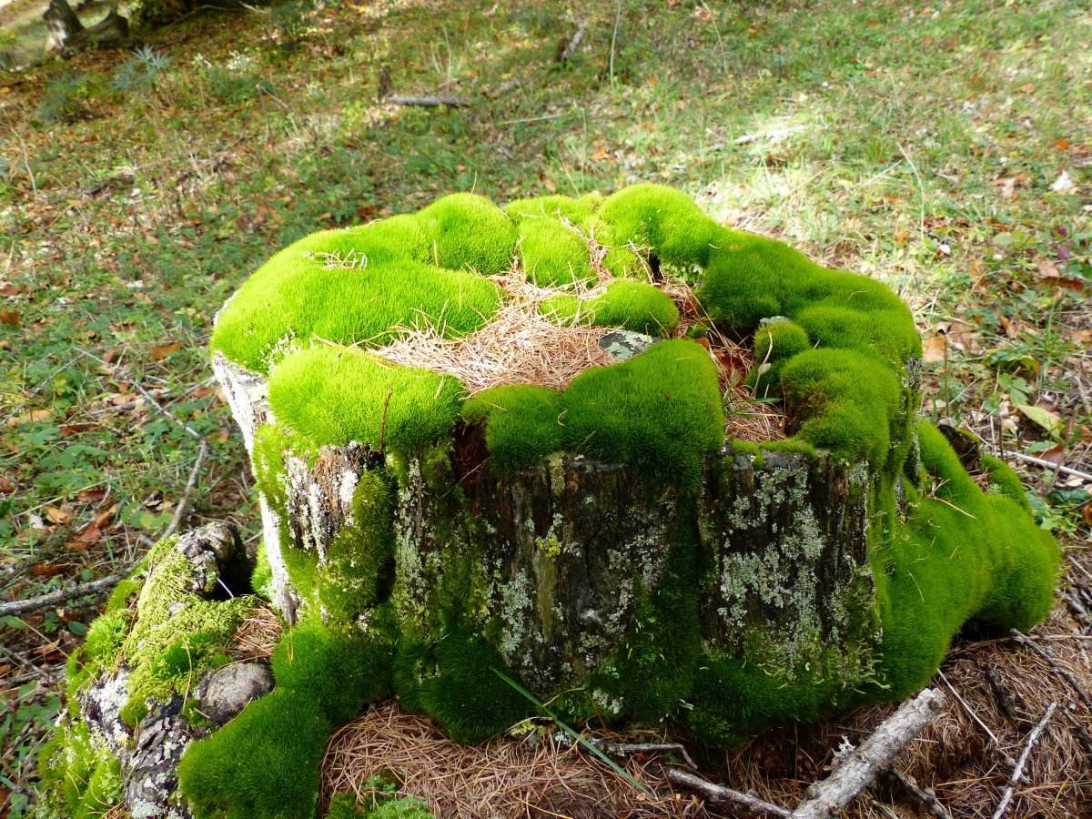 苔藓造型图片欣赏图片