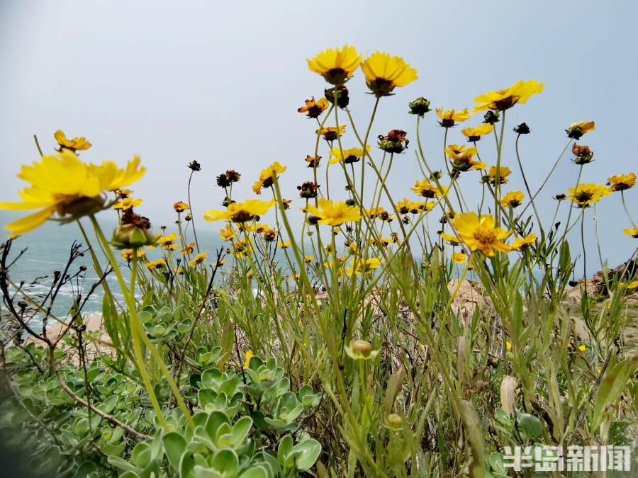 美丽"杀手花,用对了也是一道风景!