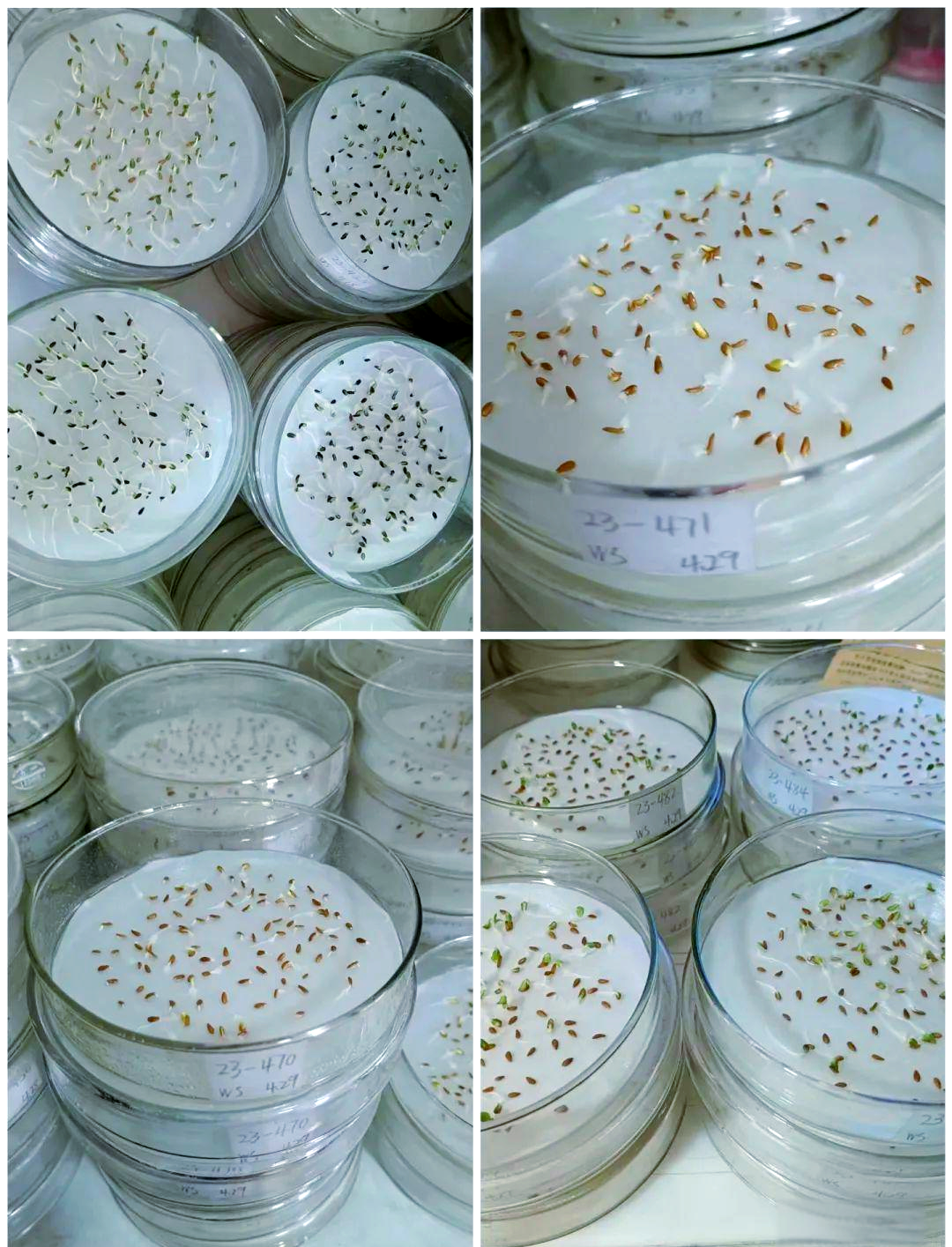 抽样检测多种蔬菜种子的发芽率与发芽势