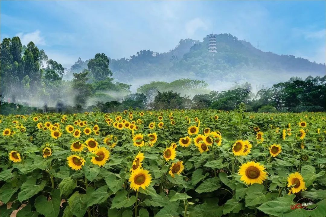 漳州市区里竟藏一片向日葵花海,快来"打卡"!