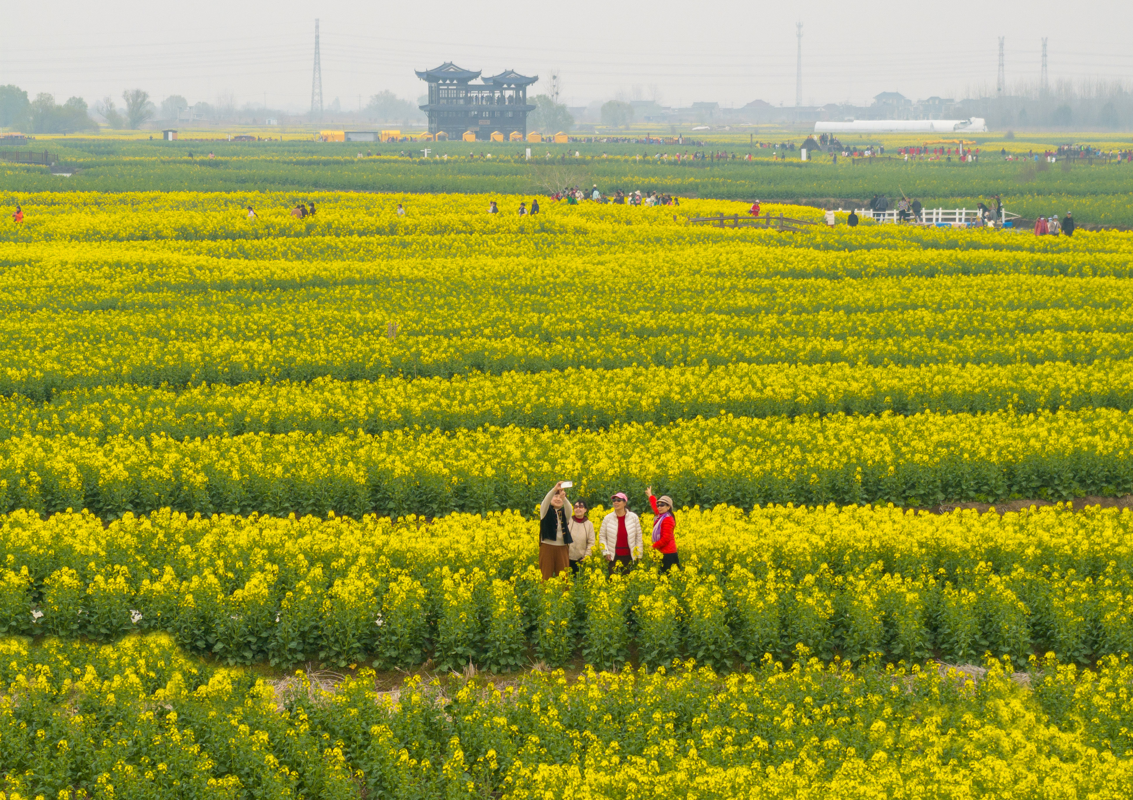 江苏兴化:千垛菜花次第开