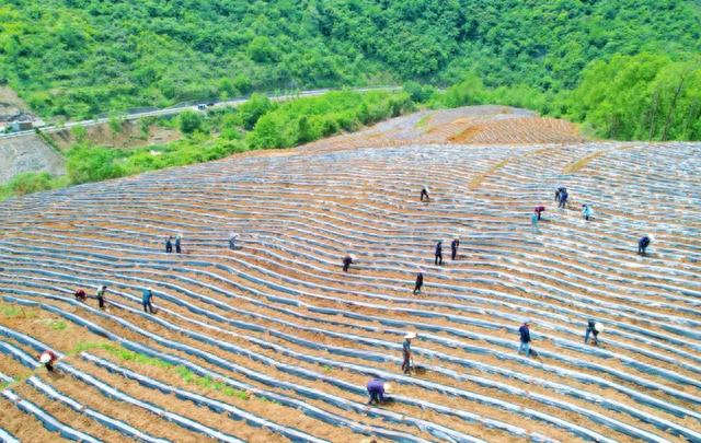 汉滨区大河镇关坝村文书助理胡素娟:烤烟种植助乡村振兴