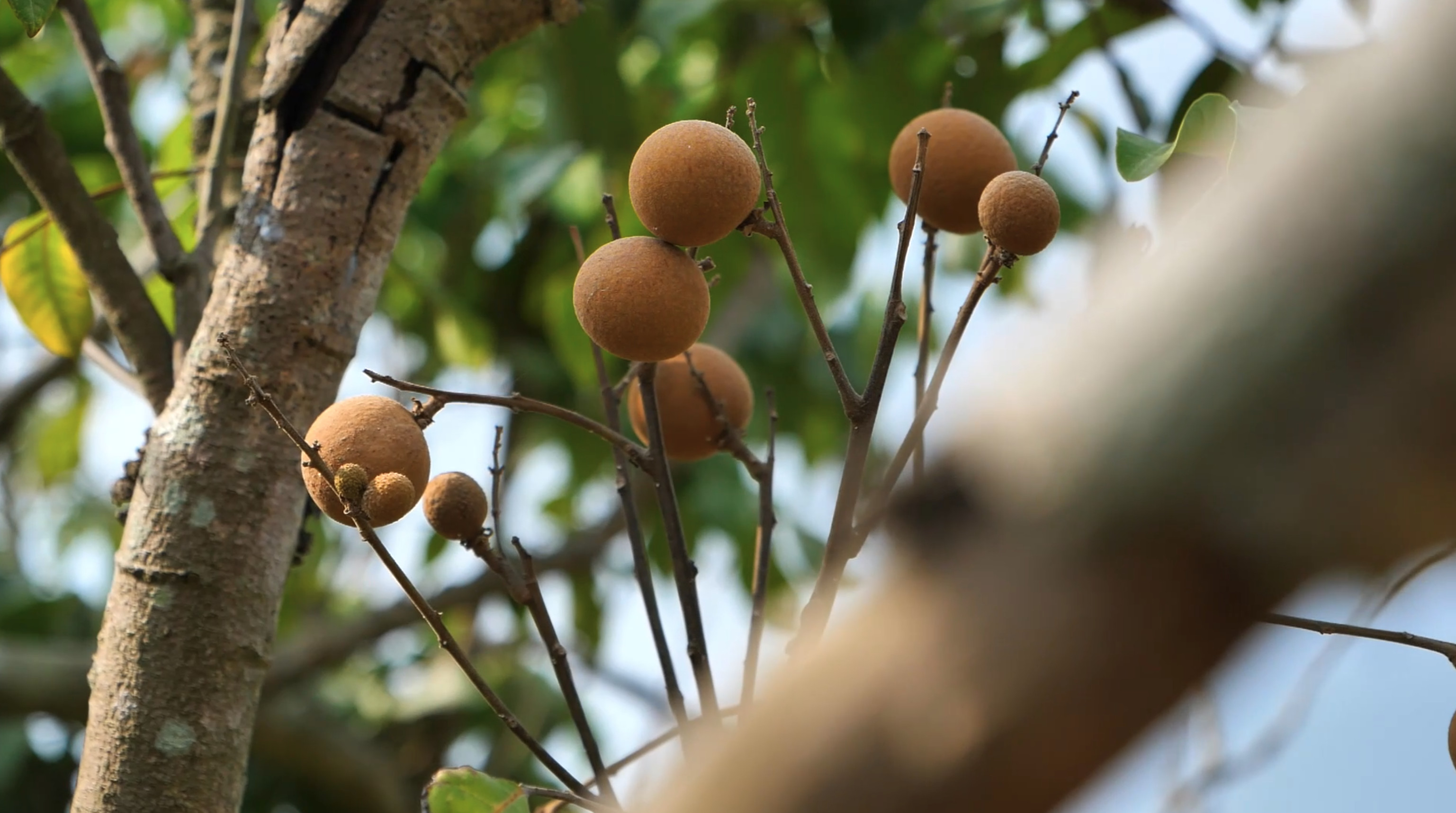 福州举办长乐青山龙眼文化节