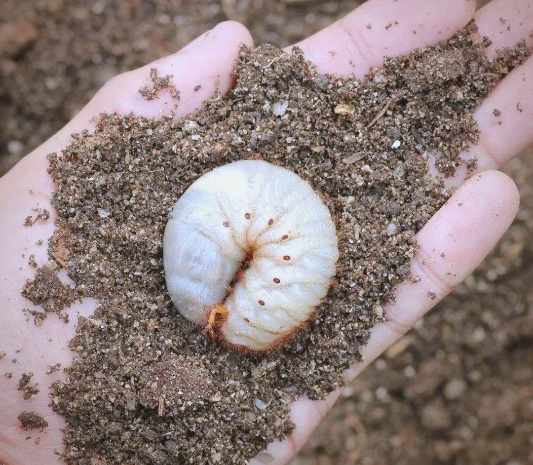 多种防治农业害虫土蚕的方法,科学使用,一季无忧!