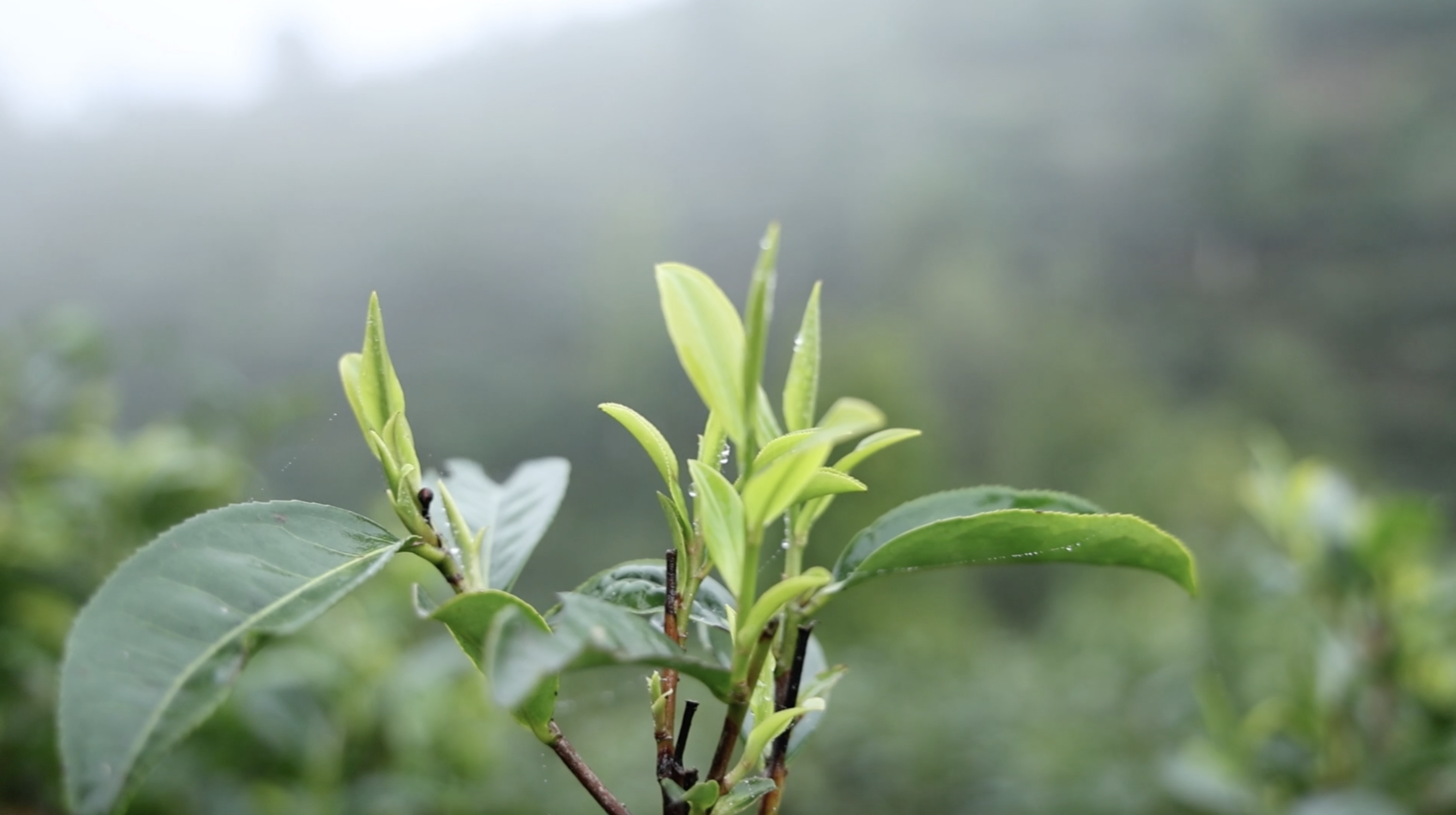 边城春茶香:云南麻栗坡茶园抢"鲜"开采