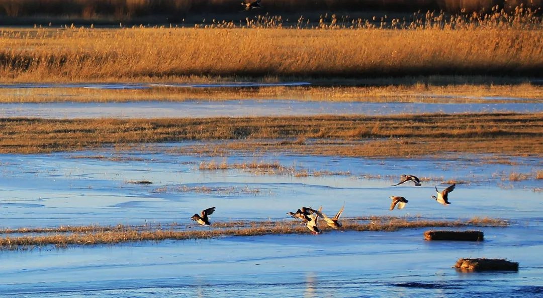 图说乌海文旅|龙游湾国家湿地公园