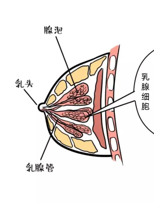 乳腺胸和脂肪胸区分图图片