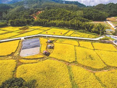 增城区中新镇三星村,机械收割机穿梭在金黄的稻田里.