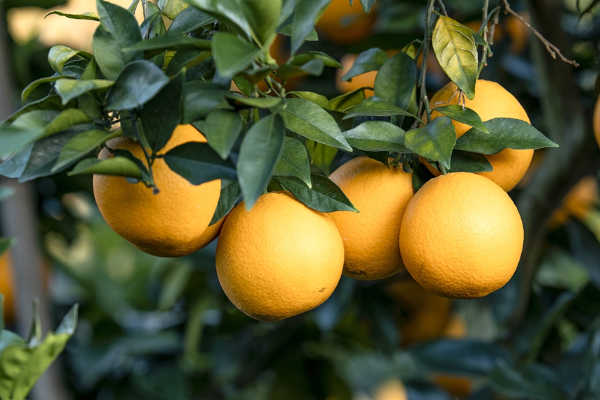 江西信丰:脐橙喜丰收 拓宽致富路