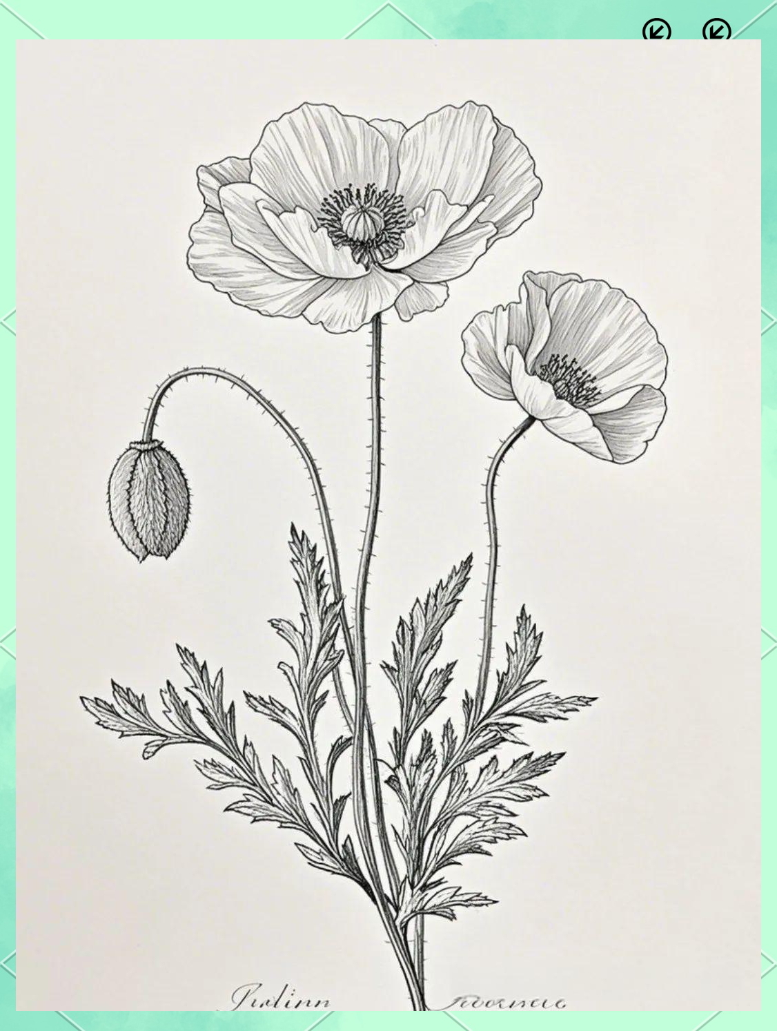 探索花卉线稿的奥秘:虞美人的铅笔与勾线笔绘画技巧