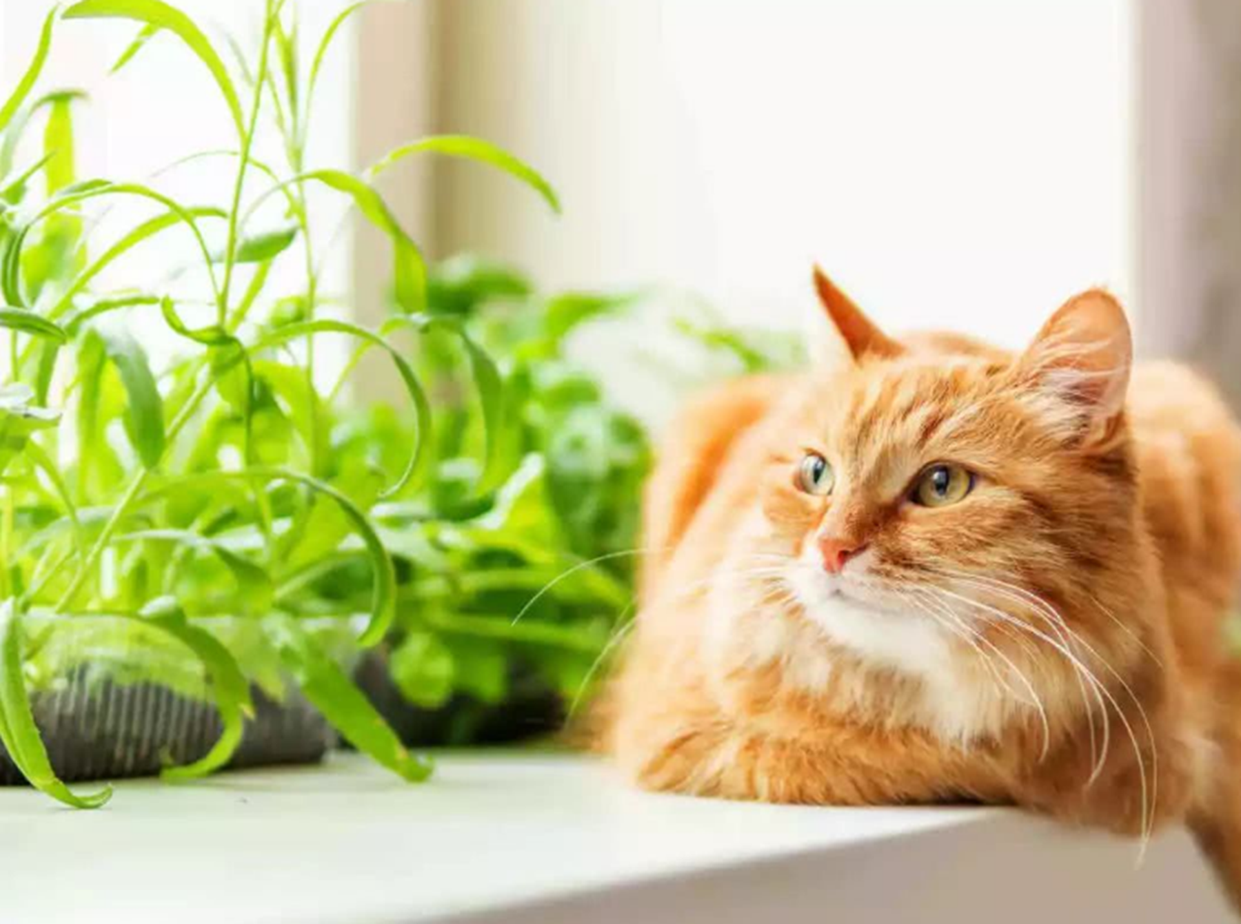 猫生活最适宜的温度?