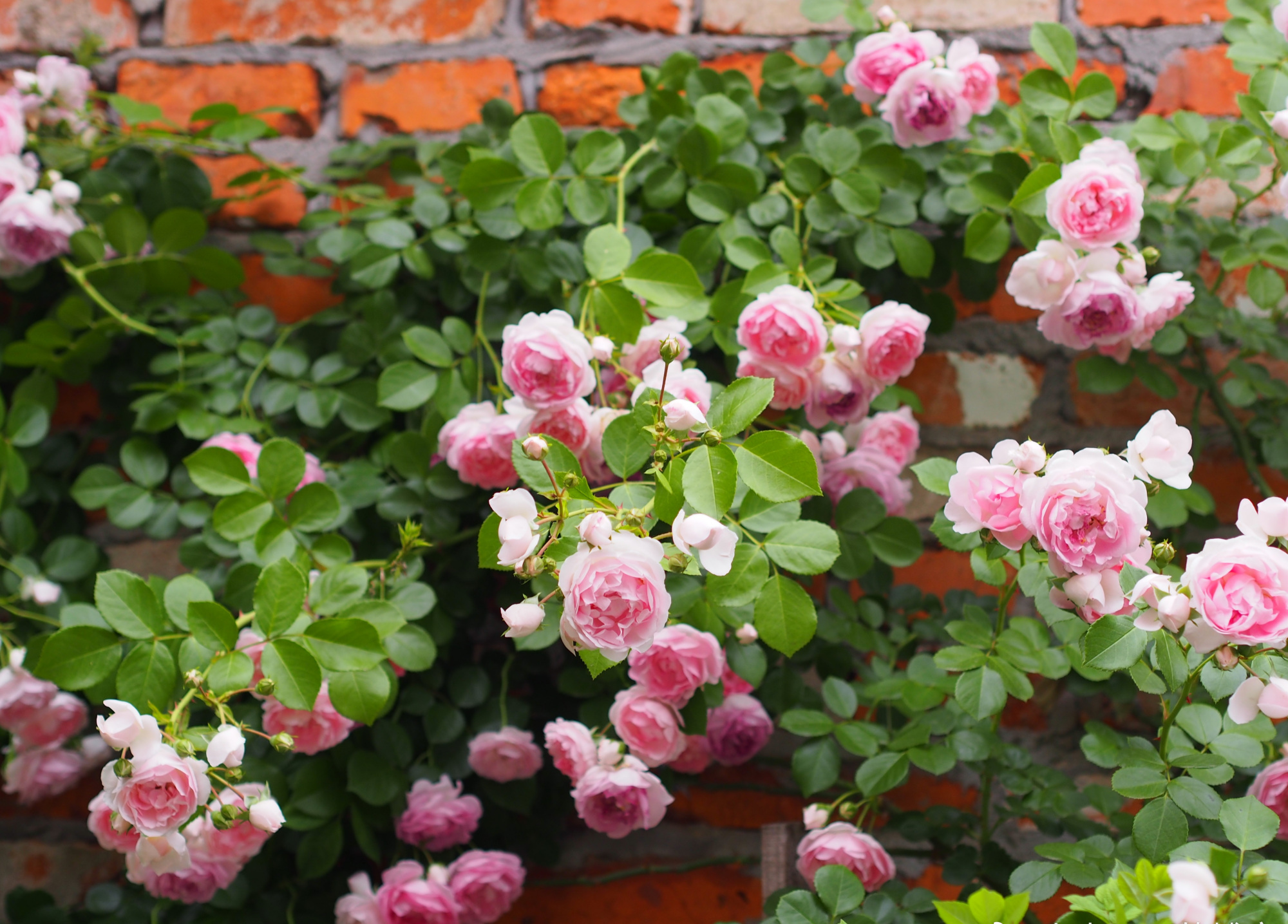 藤本月季"亚斯米娜",美丽不输粉龙,多季重复开花,阳台也能养