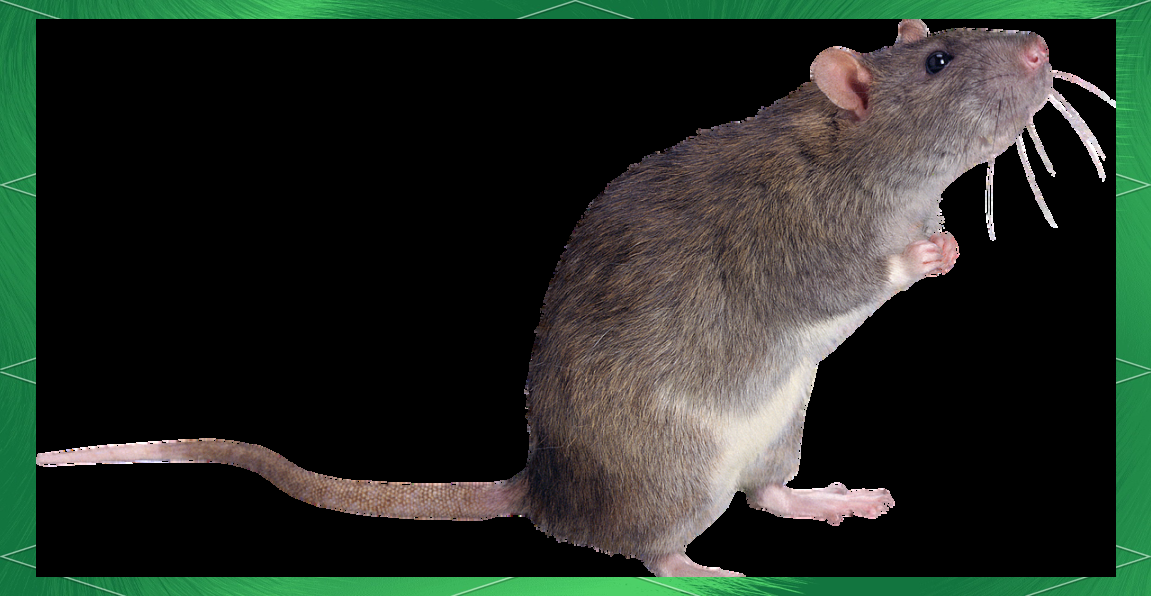 家中的不速之客:褐家鼠的防治指南