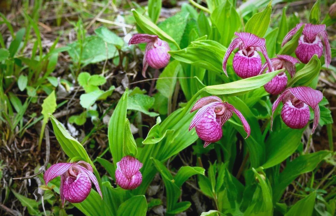 云南杓兰:共生智慧与进化策略的揭示