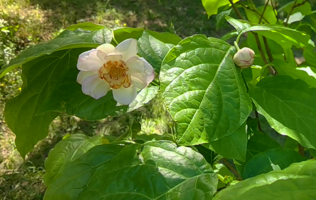 夏天开放的腊梅