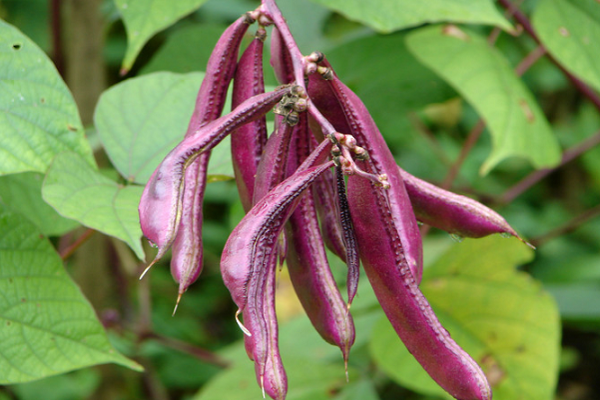 北方眉豆一般几月份播种