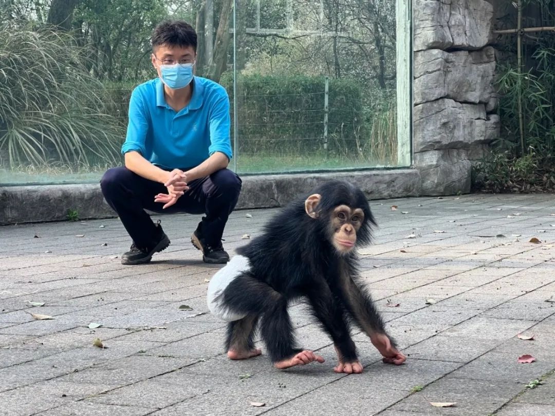 猩猩也"停工不停学?上海动物园一个"打工猩"的观察日记