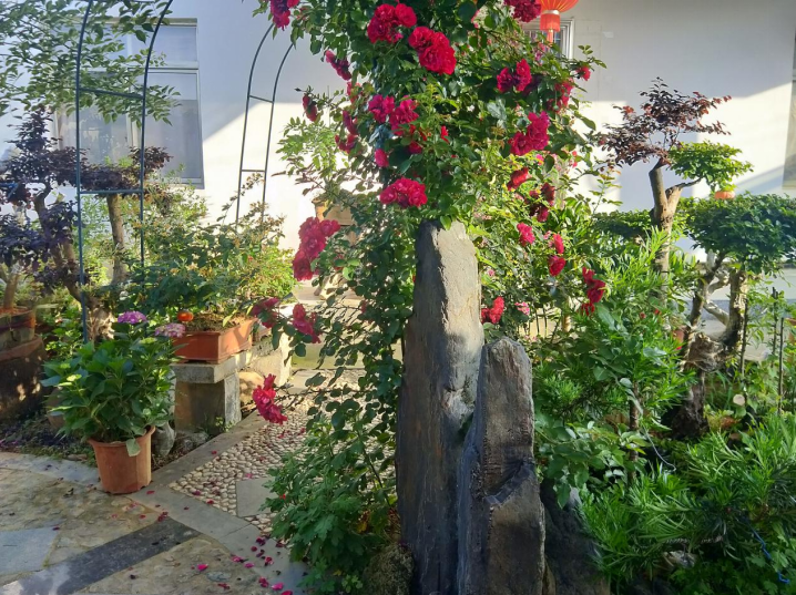 黟县碧阳镇:"美丽庭院"为幸福生活添彩