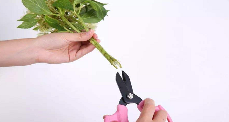 十字剪花根怎么剪