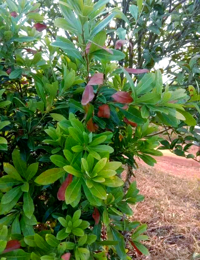 杨梅枝叶凋萎病全面防治策略,保障杨梅产业健康