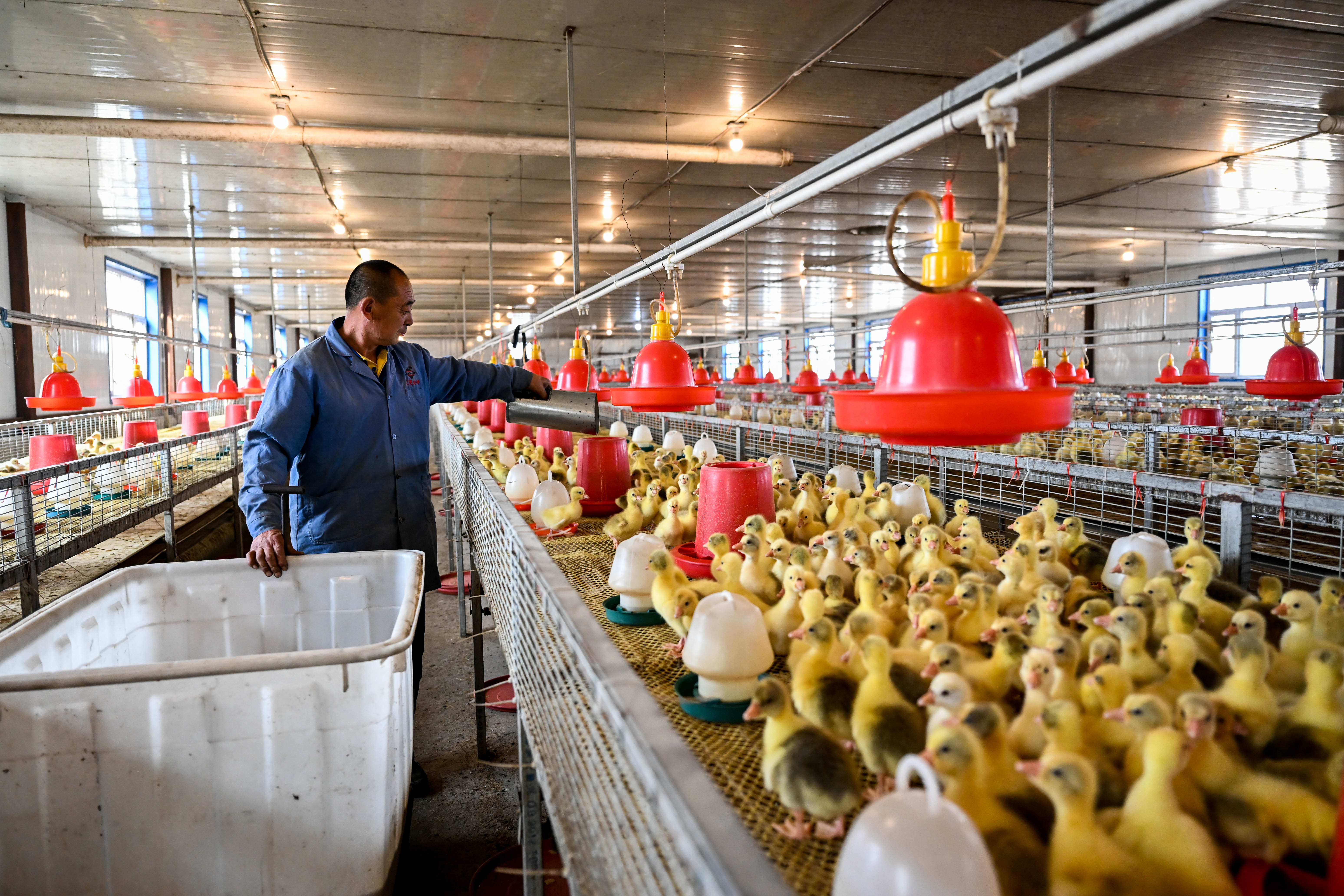 (社会)内蒙古阿荣旗:大鹅养殖助力乡村振兴