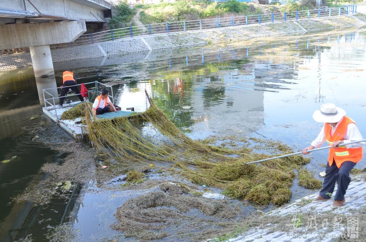 打捞河道水草 提升水域环境