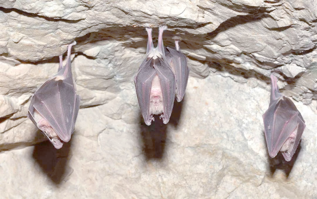 蝙蝠:从吉祥象征到恐怖化身,究竟是什么动物
