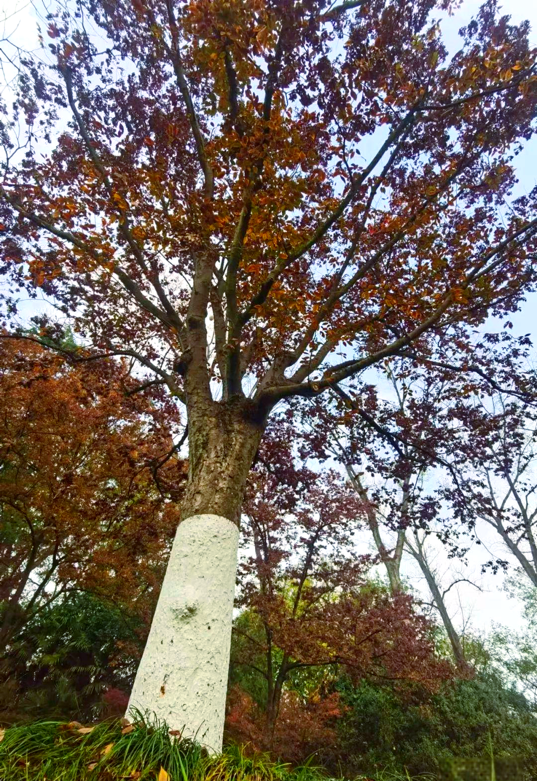 榉树秋日红,景色美如画