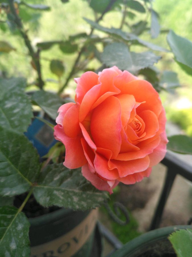 土星王阳台,优秀的微型盆栽月季,花朵又美又香,花期几乎全年