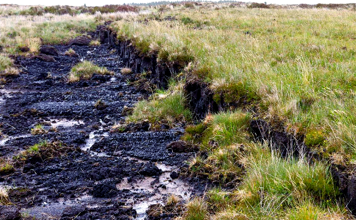 泥炭沼泽:独特生态系统的重要性与保护策略