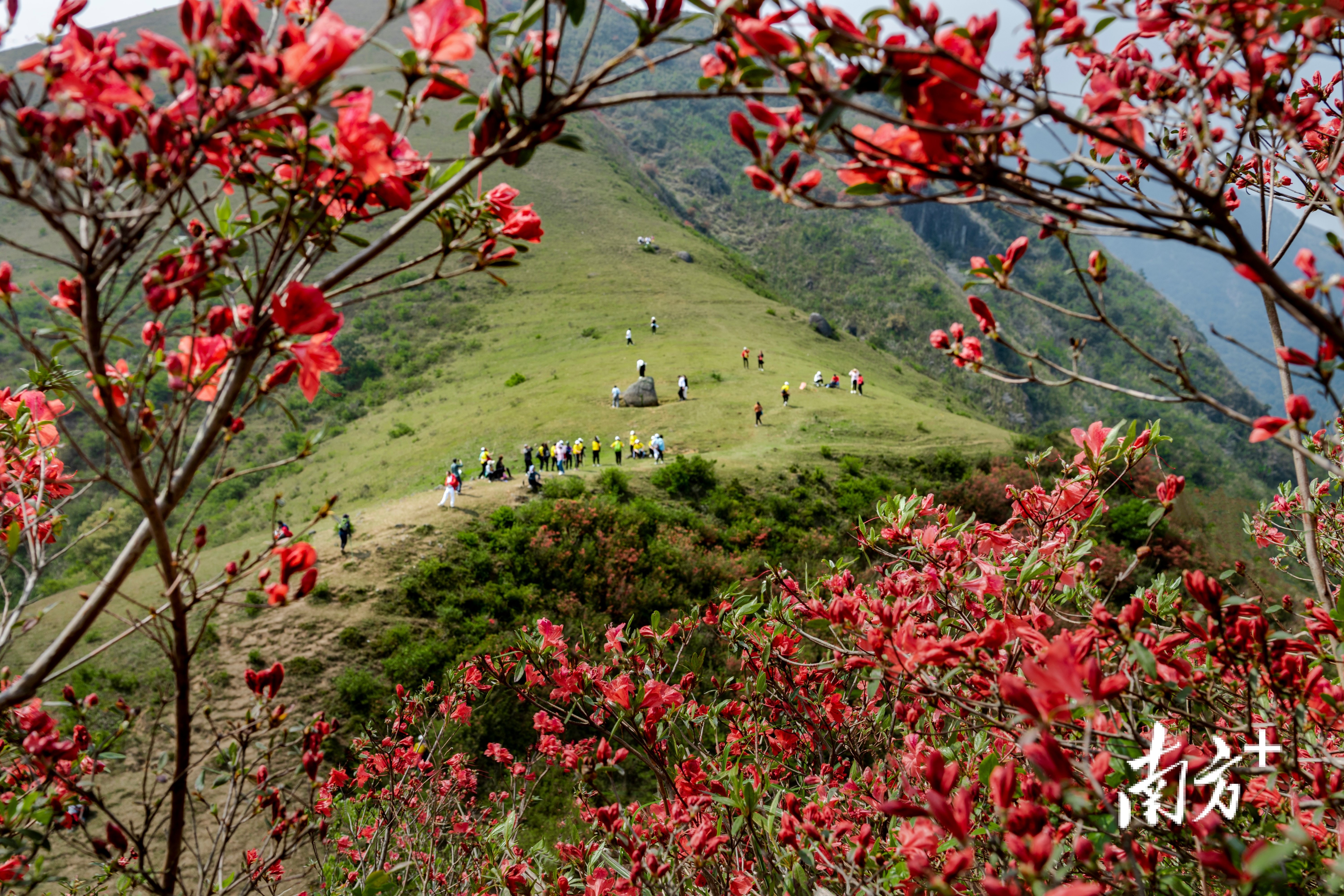 是心动的感觉!漫山遍野的映山红"私藏"在高州马贵