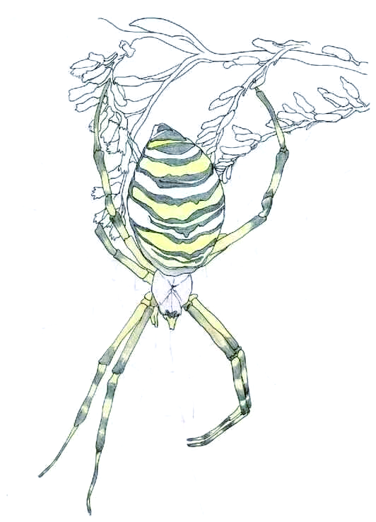 如何用彩铅画蜘蛛?这些要点你需要知道