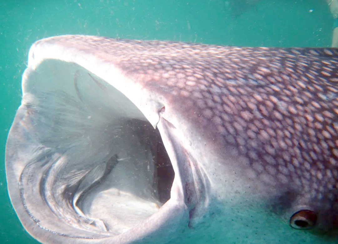 鲨鱼:你害怕我吗?其实我也有点怕人类